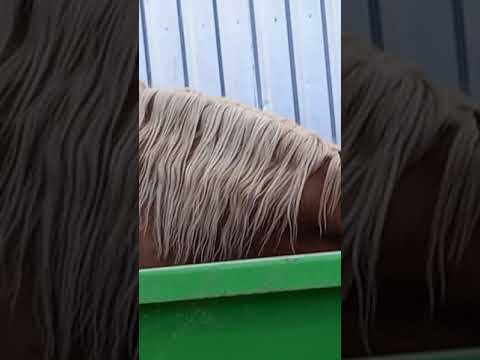 KOBYŁA SIĘ OGIERUJE