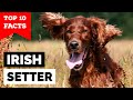Irish Setter - Top 10 Facts