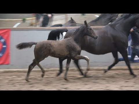 *2021 Stute von So Perfect - Rosario SOLD!!!