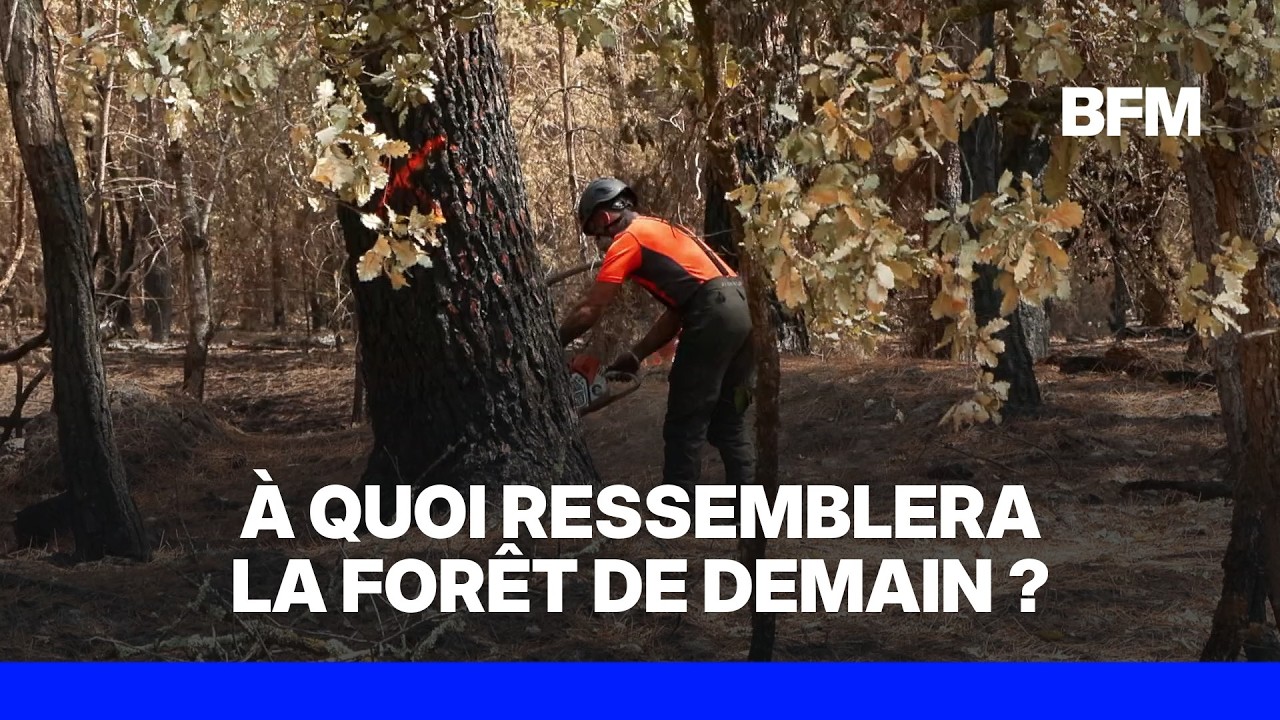 Incendies: comment reconstruire les forêts après les feux?
