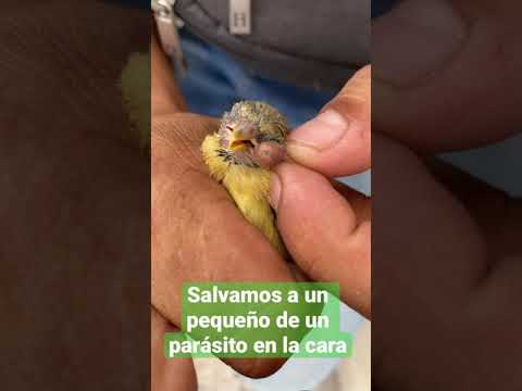 Le quite una larva a un pequeño dominico.