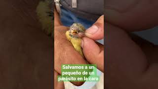 Le quite una larva a un pequeño dominico.