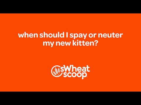 when should I spay or neuter my new kitten?