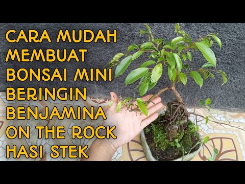 , title : 'how to make a mini ficus benjamina bonsai on the rock video 3'