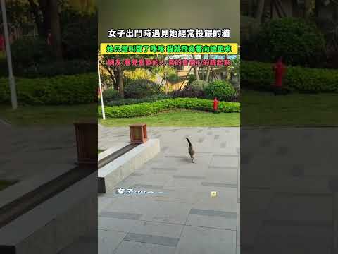 女子出門時遇見她經常投餵的貓！她只是叫聲了咪咪，它就飛奔著向她跑來！網友：看見喜歡的人，真的會開心的跳起來！ #大熱門
