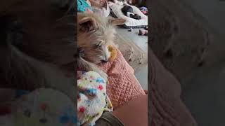 Video preview image #1 Mutt Puppy For Sale in Rustburg, VA, USA