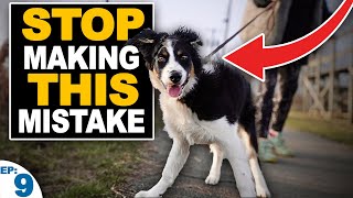 5 Mistakes People Make When Teaching A Puppy To Walk On Leash