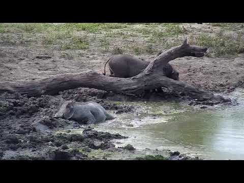 Djuma: Warthog family enjoying a wallow in the mud - 04/11/19