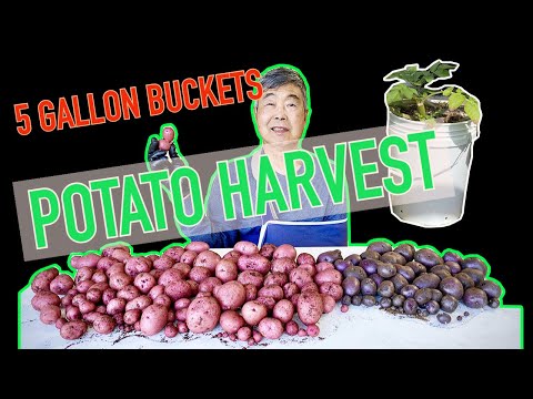 Potato Harvest from 5 Gallon Buckets Purple Majesty & Red