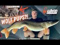 Video Thumbnail for Northern Fishing Guide Life + Wolf Pups?! ft. Zack Brown Adventures (Pike on an Apple)