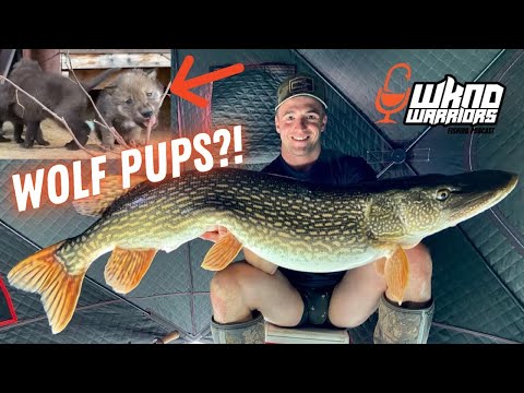 Northern Fishing Guide Life + Wolf Pups?! ft. Zack Brown Adventures (Pike on an Apple)