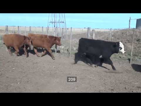 Lote 189 Terneras en Puán, Buenos Aires