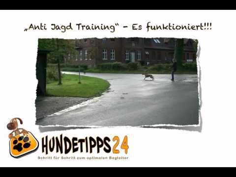 Online Hundetraining: Die Hundeschule im Internet