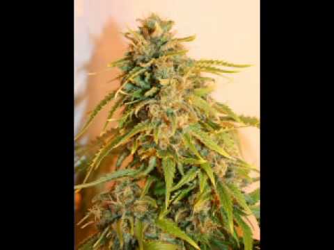 Shiranu - Die Pflanze 1996 feat Juks aka Kool Savas und DJ Hype