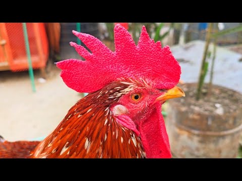 Beautiful Rooster Breeds | Rooster Sounds In The Morning | Rare Rooster ShowCompilation 2024