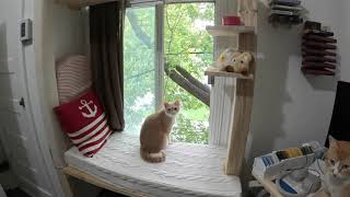 Making a cat friendly reading nook