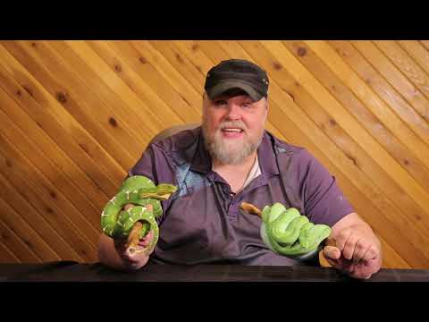 Convergent Evolution