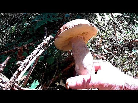 Гриби Білі в Карпатах на 11,09,2019 /White mushrooms in the Carpathians at 11.09,2019