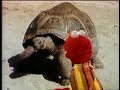 Classic Sesame Street Slow Turtle Tag With Elmo