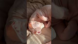 ご機嫌な猫アレクサとスルタン【スフィンクス】