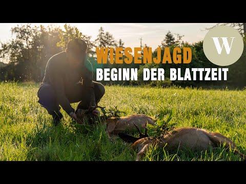 Roe buck hunting at the beginning of the rut | Roebock Hunting | WaldGeist | 4K