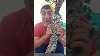 Olha esse gatinho 🐱 #memes #comédia #family  #videosengraçados #humor #youtubeshorts #funny