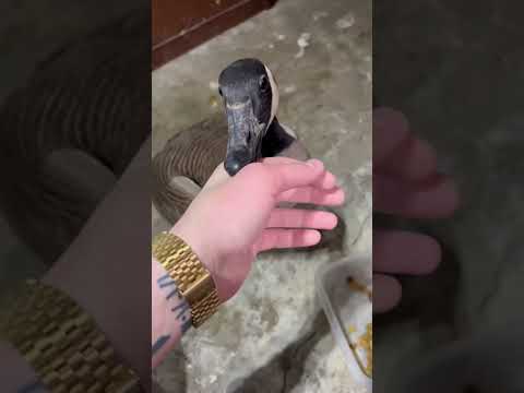 Canadian geese are the most peaceful birds prove me wrong.