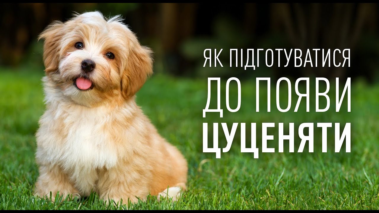 YouTube video preview