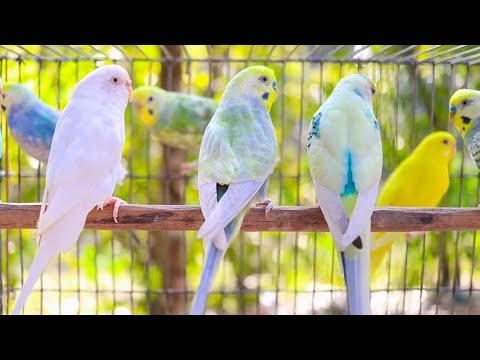 8 Hour Happy Singing & Eating Parakeet Budgies Birds | Calming Companion for Lonely & Quiet Birds