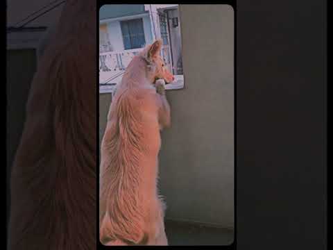 Sigma Dog 🗿🤘😎😈💀🤫🫡😤        Lambu #dog #sigma #shorts