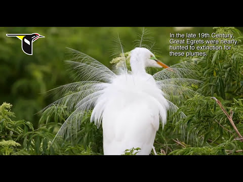The Great Egret During Nesting Season