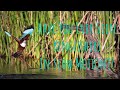 Kingfishers NATURE SLOW MOTION