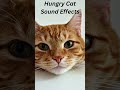 Hungry Cat Sound Effects Hungry Cat Meowing Sound Shorts