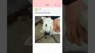 진돗개 함부로 키우면 안됨