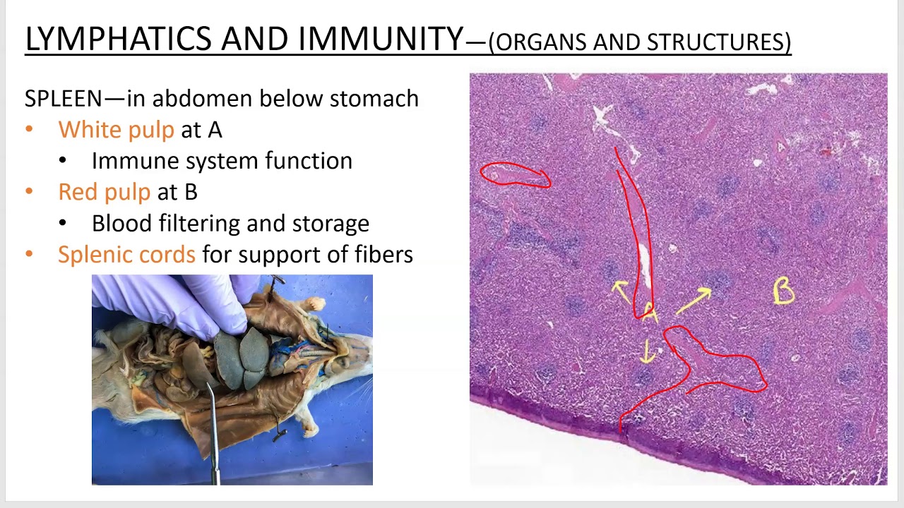 Lymphatics and Immunity PowerPoint Screencast