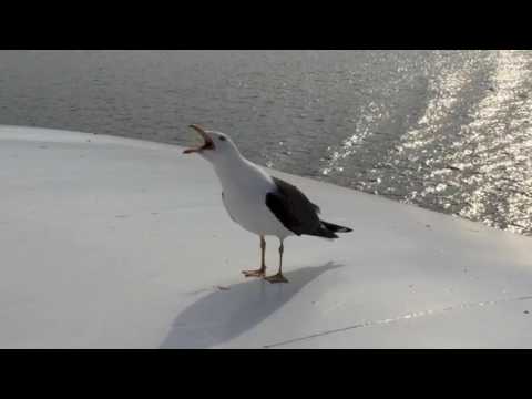Seagull laughing