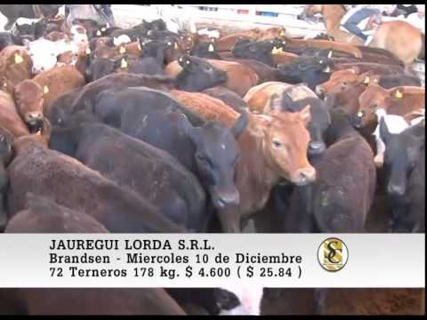 Venta de Machos - Jauregui Lorda S.R.L. - 10-12-14