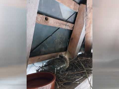 Ark'aik Ybrid   Live Hardcore