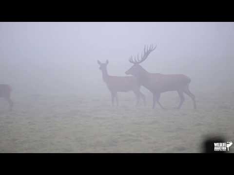 Red deer Rut 2019 | Veluwe, the Netherlands | Part 2 | Wildlife Addiction | HD 1080