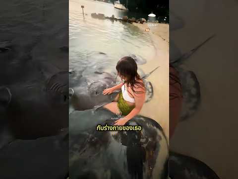 เกิดอะไรขึ้นเมื่อเธอเข้าใกล้ฝูงปลากระเบน?😱