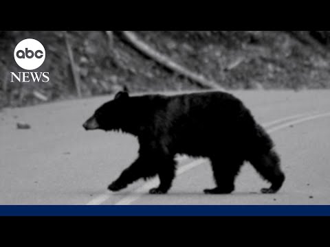 Hiker survives grizzly bear attack: 'I thought...this is it'