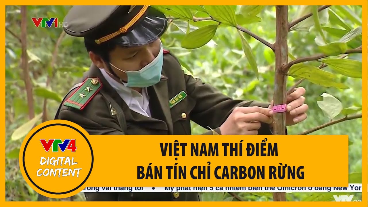 Việt Nam thí điểm bán tín chỉ carbon rừng | VTV4
