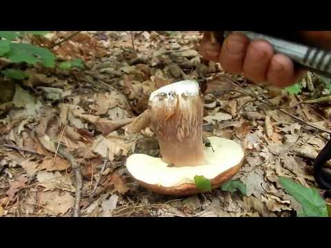 Berba gljiva: Paprena mlijecnica / Ljutaca - Ljubicasto-zelena zeka - Vrganj (29 juni 2020)