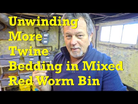 Unravelling more twine in 220-Day mixed red worms bin to use with feeding #19 - vermicompost