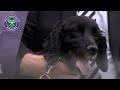 Ruby the security dog | Wimbledon 2019