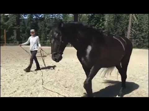 ZORRO - 2009 Black PRE Andalusian Gelding