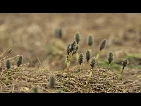檜枝岐村 檜枝岐尾瀬