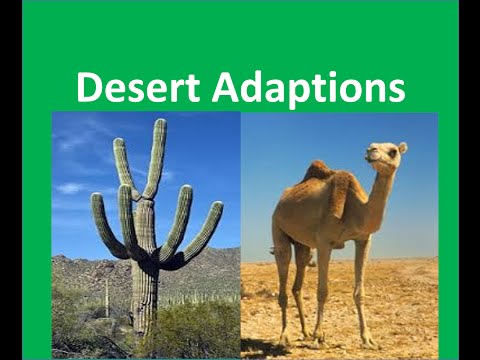 Desert Plants and Animals adaptations -For Kids