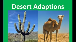 Desert Plants and Animals adaptations For Kids