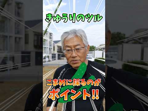 家庭菜園に最適なマルチは何ですか?収穫量を増やすための 3 つのオプション!  庭園